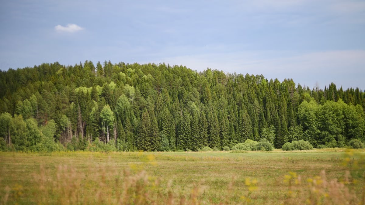 Beautiful summer scene with lush green forest edge and expansive meadow under a blue sky.